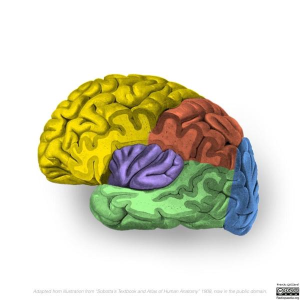 Lobes of the Brain.jpg