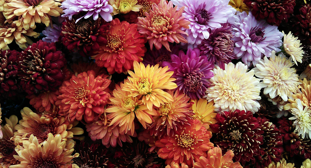photo of mums