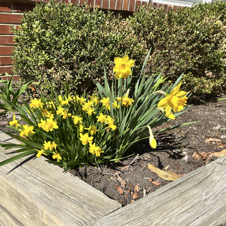 Spring is Here! Happy Break Everyone!