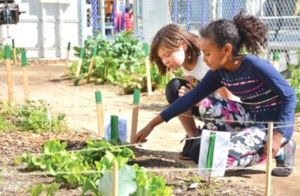 Green Schoolyards Plan