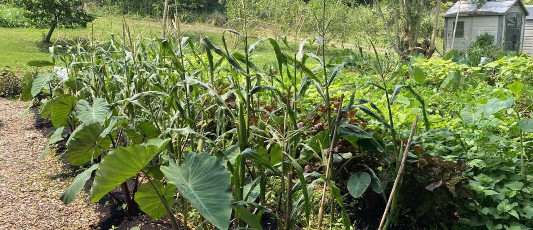School garden bed with kalo and corn