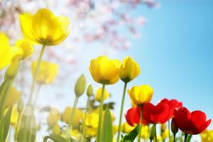 Tulip spring flowers and cherry blossom against a blue sky in the sunshine
