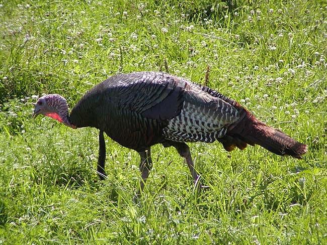 Wild Turkey