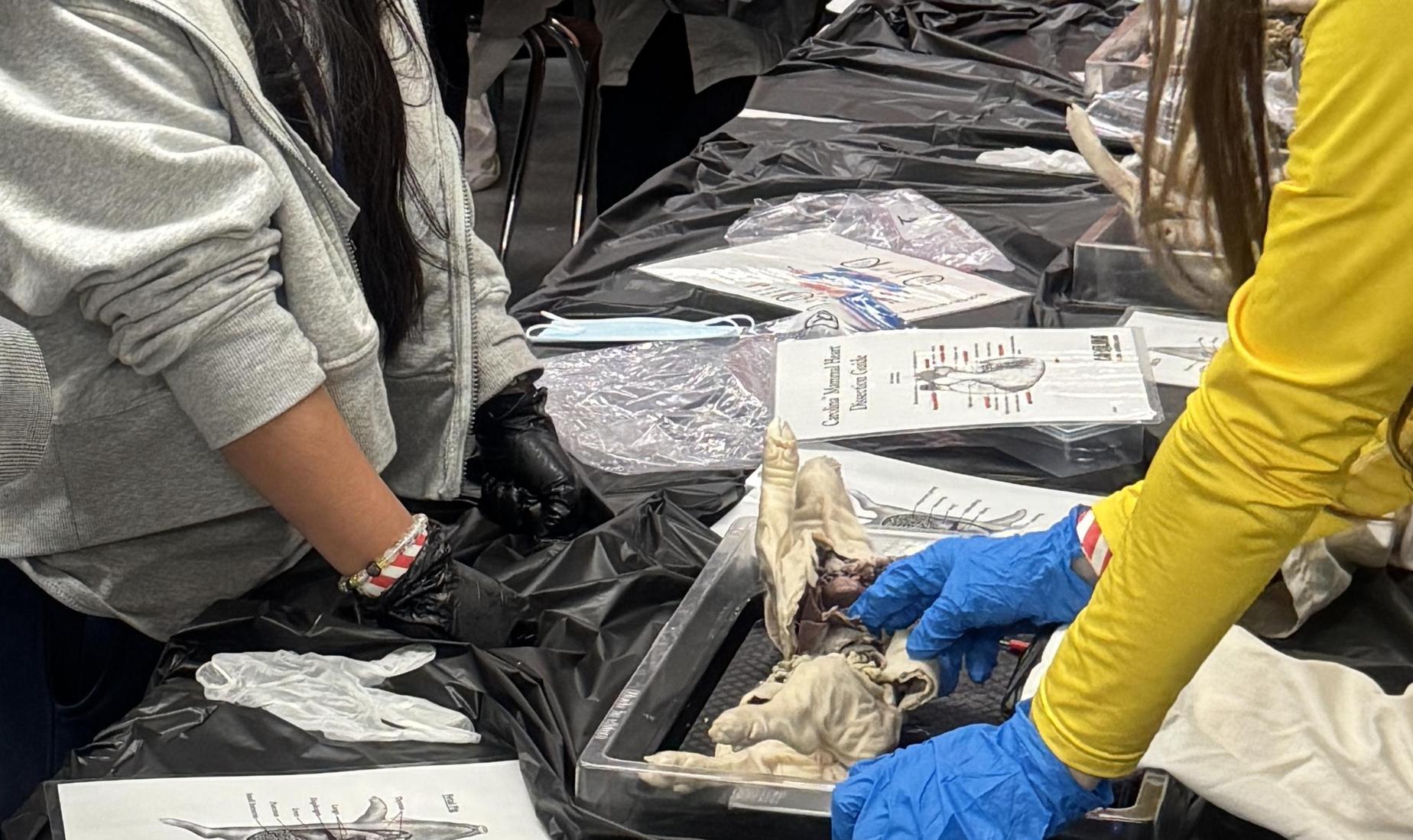People around a table with black tablecloth.  One student is demonstrating a dissection.