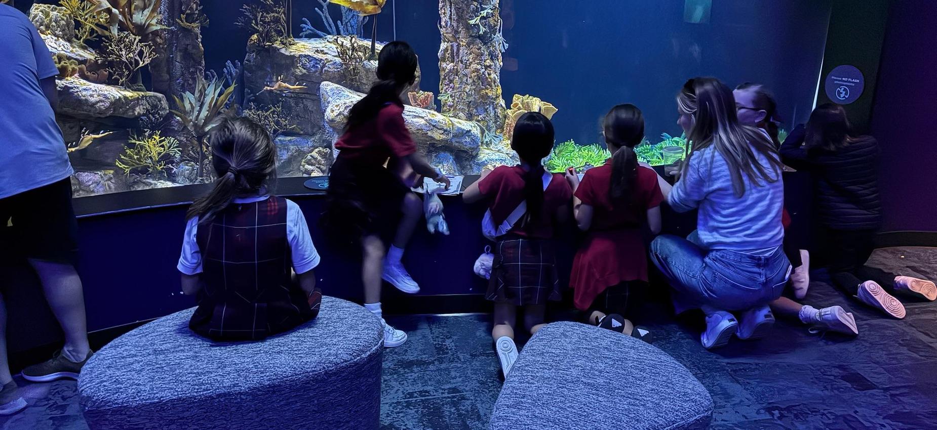 3rd grade students watching fish in the aquarium