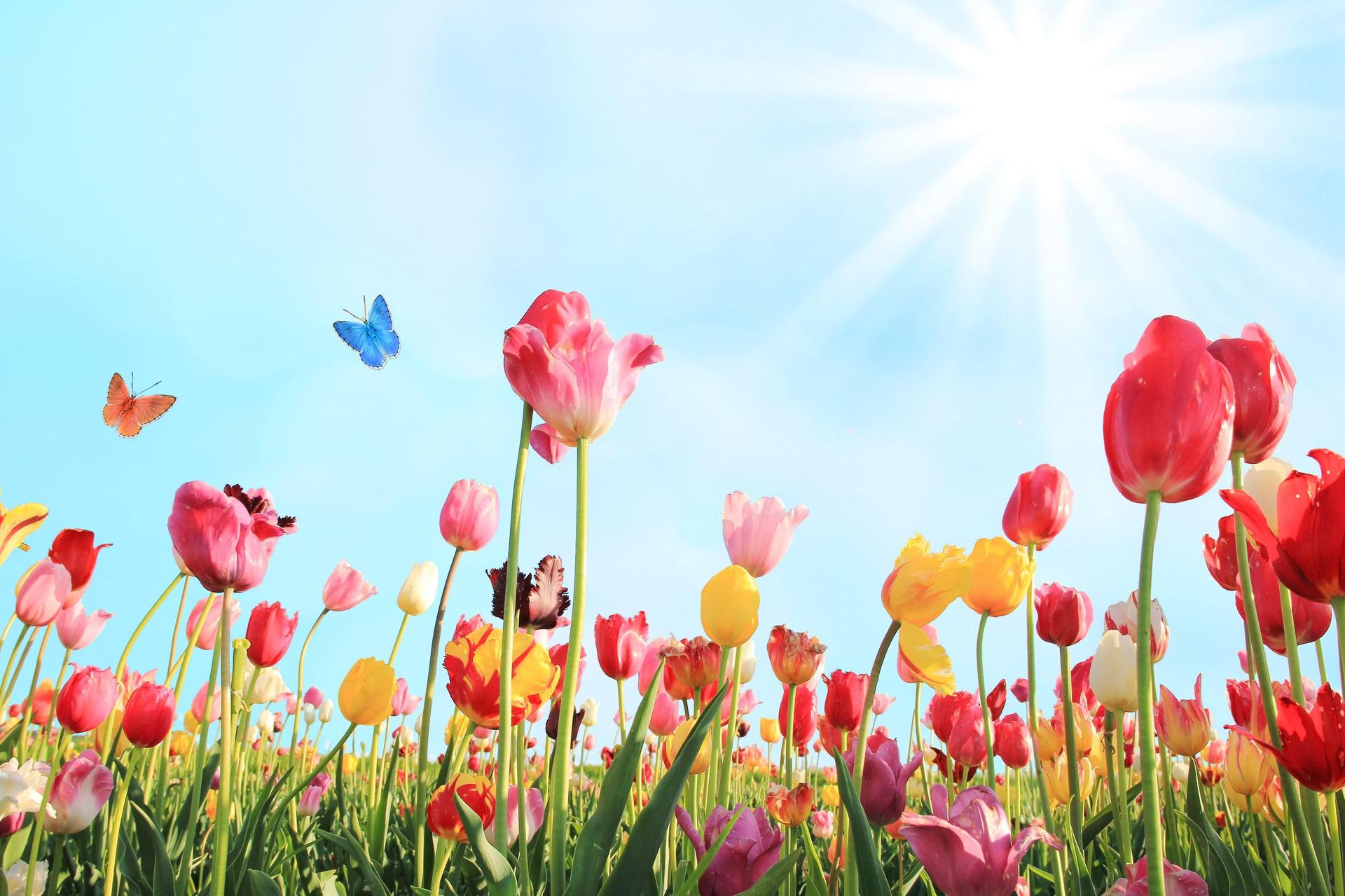 Colorful tulips with butterflies under a bright sky.