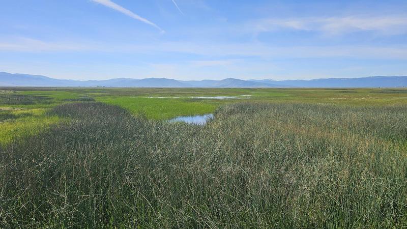 Spring in Sierra Valley