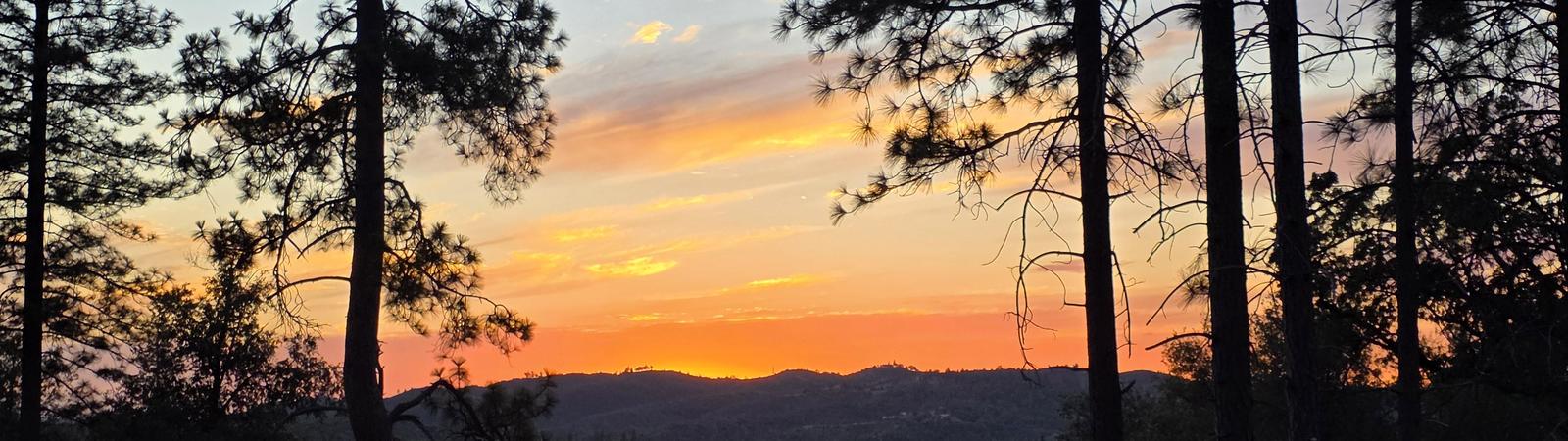 sunset through the pine trees