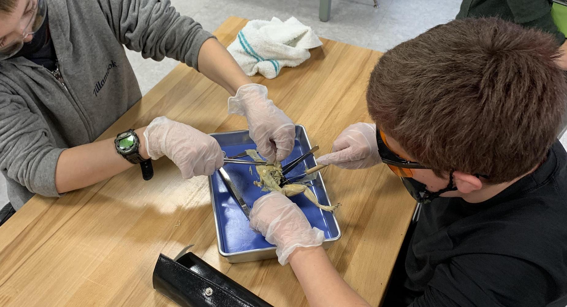 6th grade frog dissection