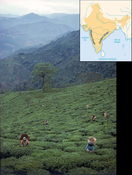 Eastern & Western Ghats PICTURE.jpg