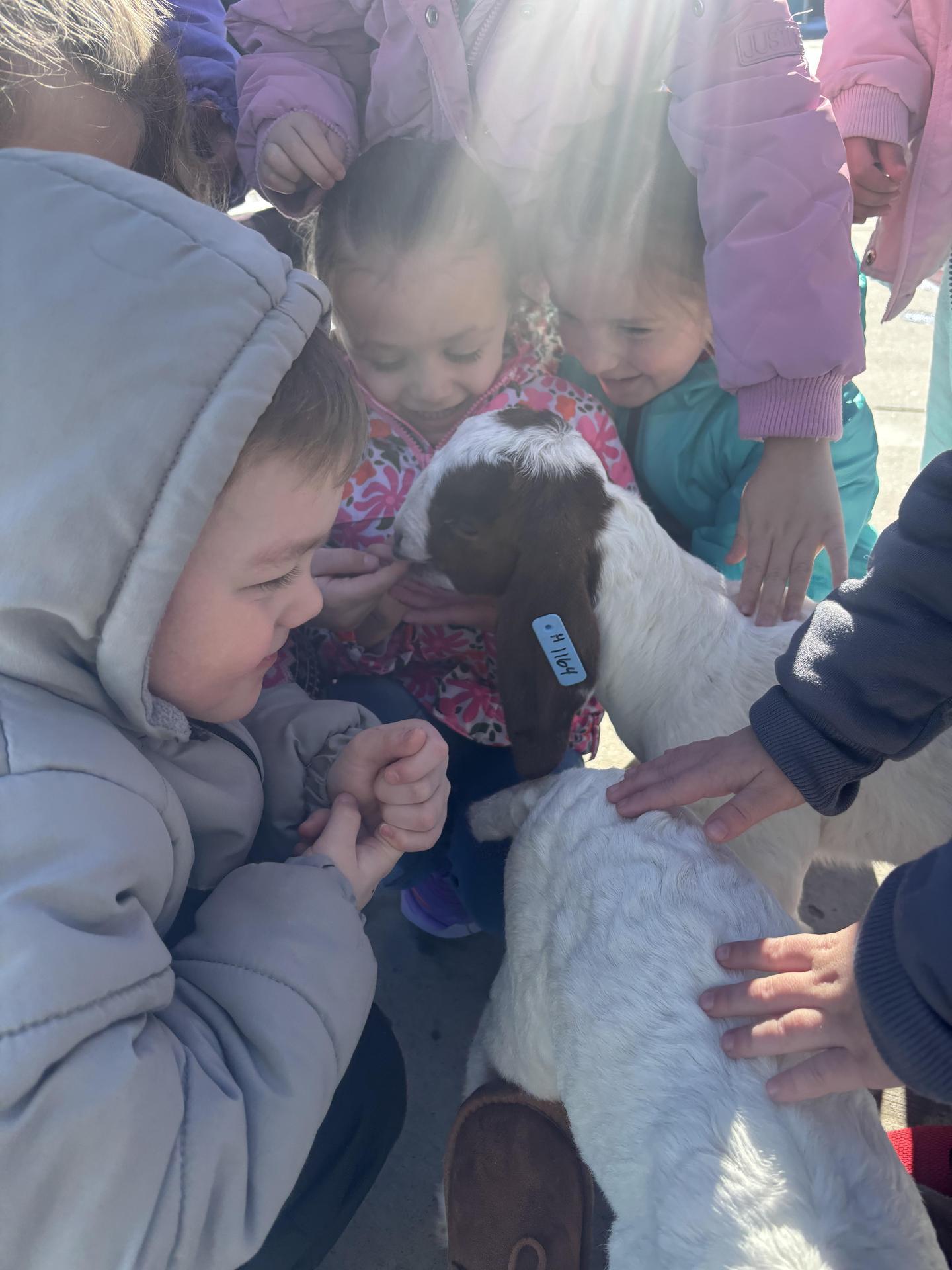 baby goats with students