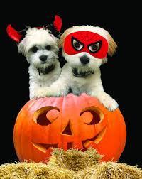 Dogs in costume