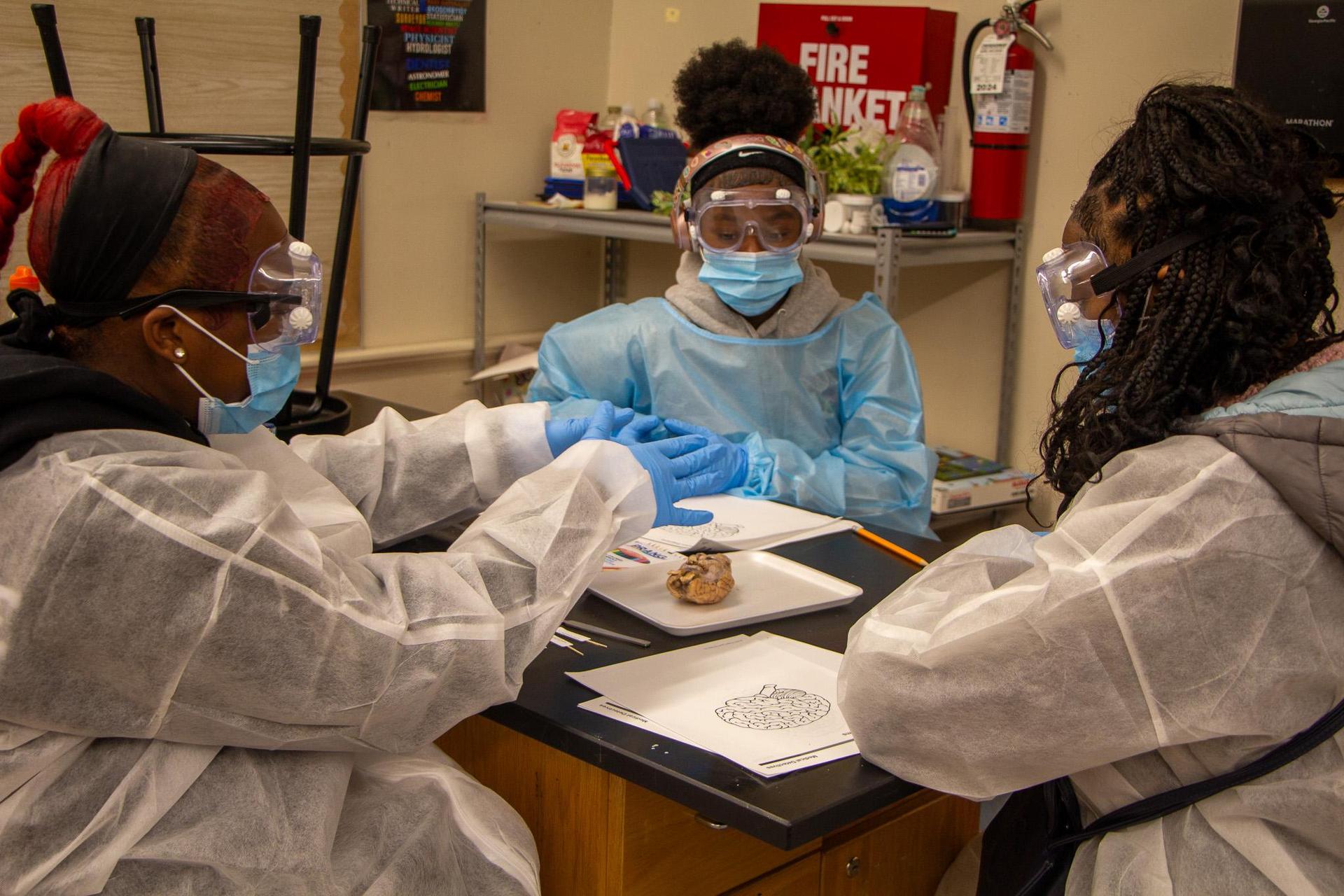 brain dissection lab