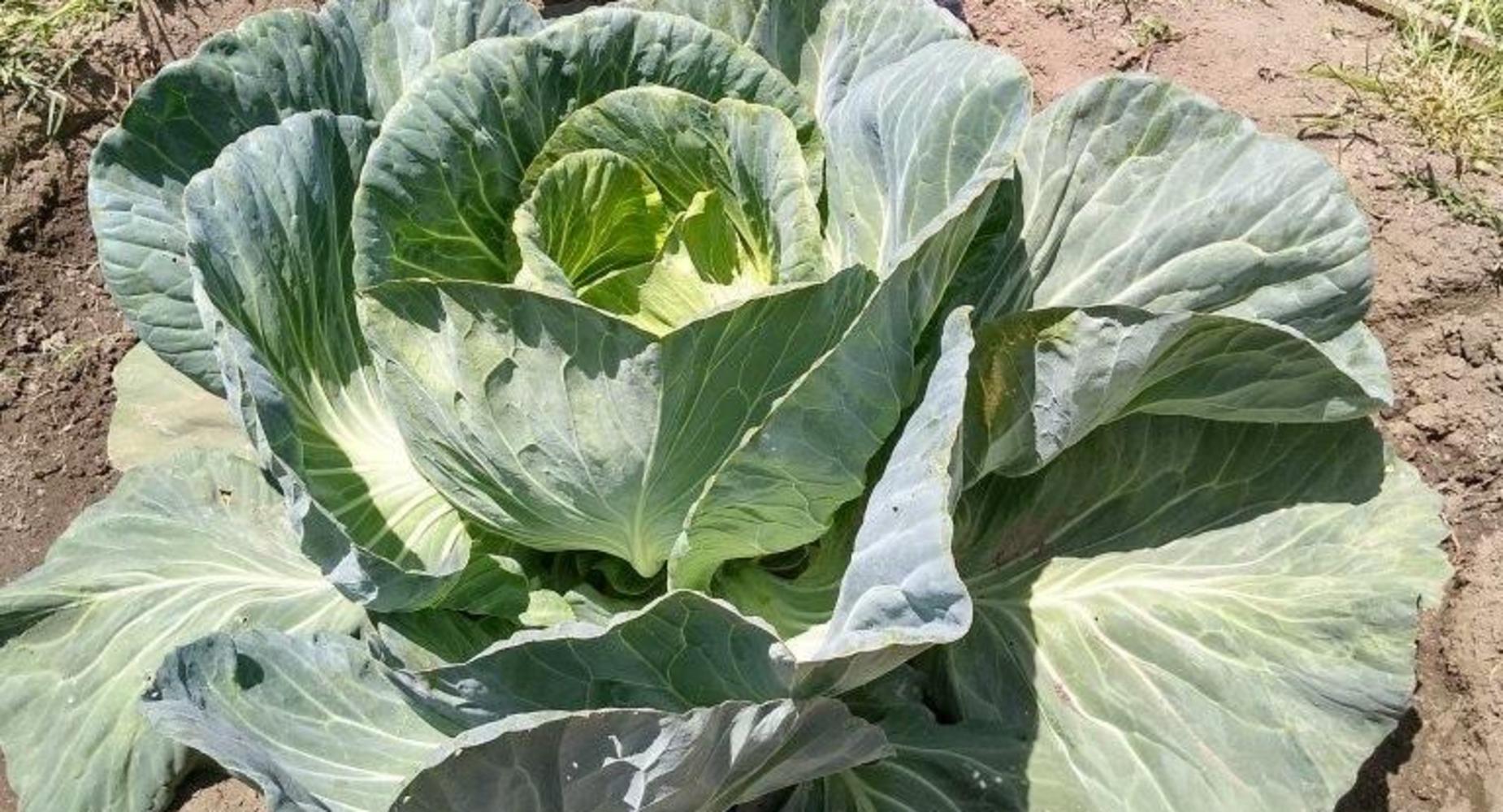 3rd grade cabbage growing contest!