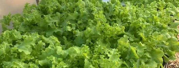 Hydroponics Lab Harvest 2020