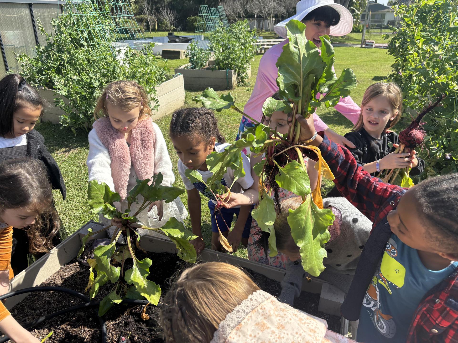 kids harvesting