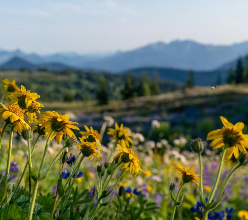 Vibrant wildflowers in a mountainous landscape under a clear sky.