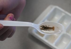 Students found a crayfish in their water sample.