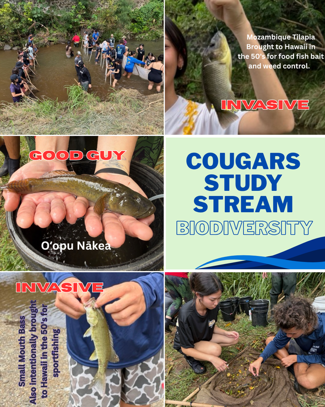 Stream Diversity Study flyer