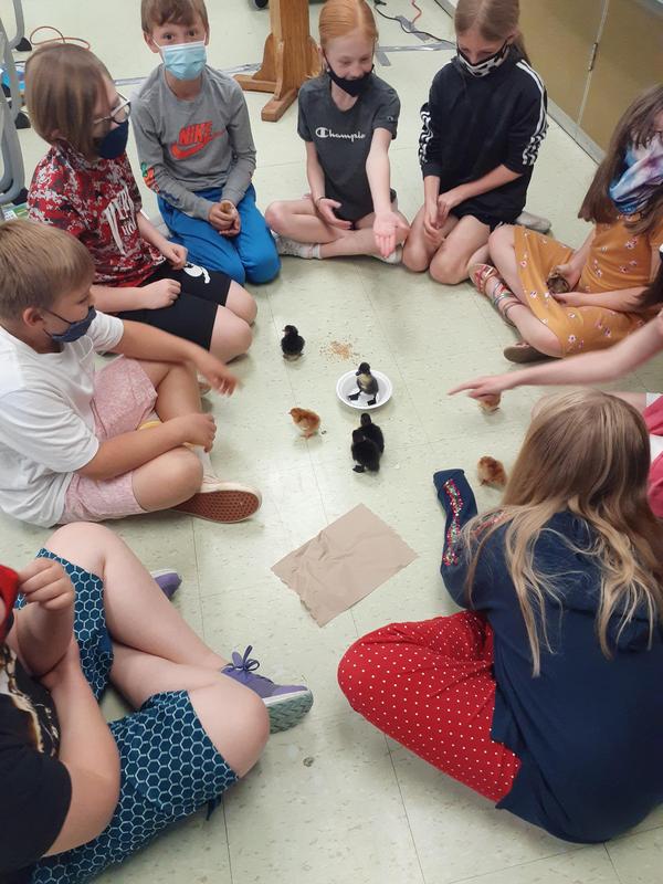 students sitting in a circle with chicks in the center
