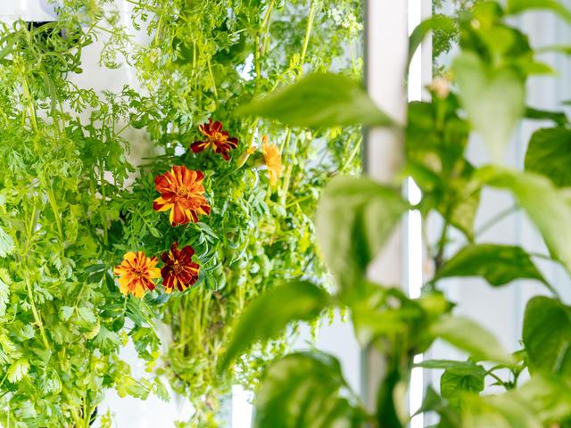 Lush greenery with vibrant orange flowers in a vertical garden setting.