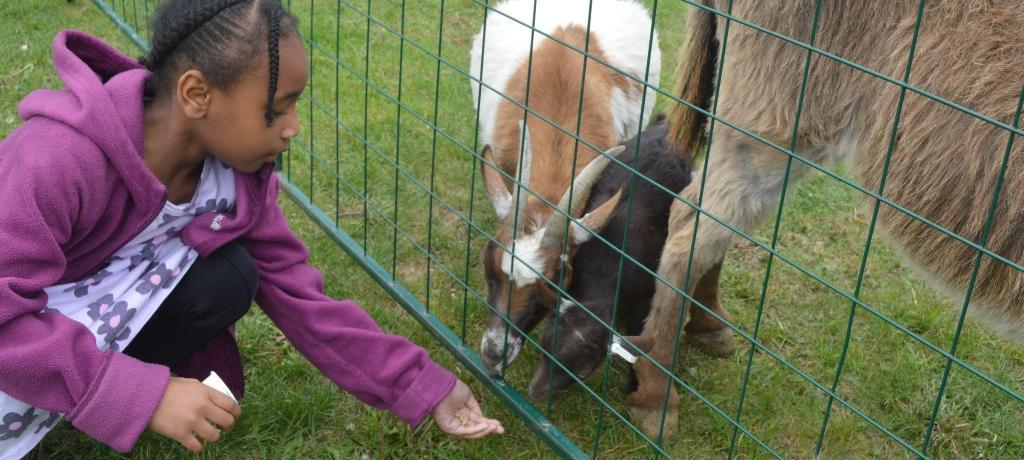 girls stretches her hand to feed two baby goats