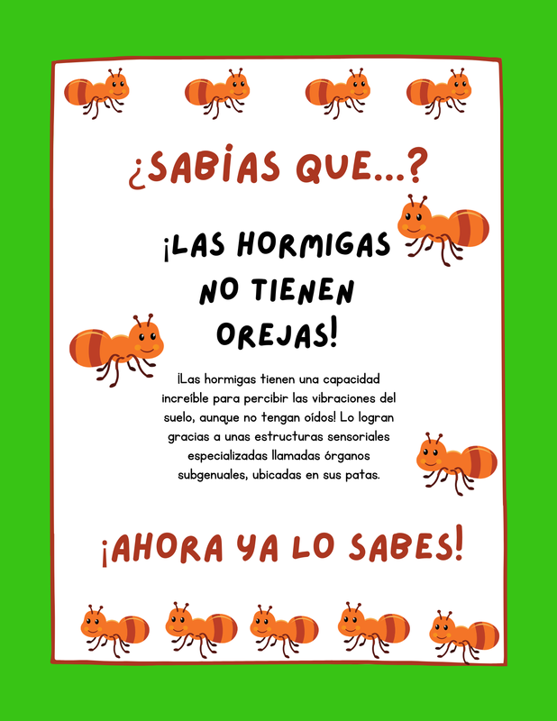 Spanish version of the poster explaining that ants do not have ears with ant illustrations.