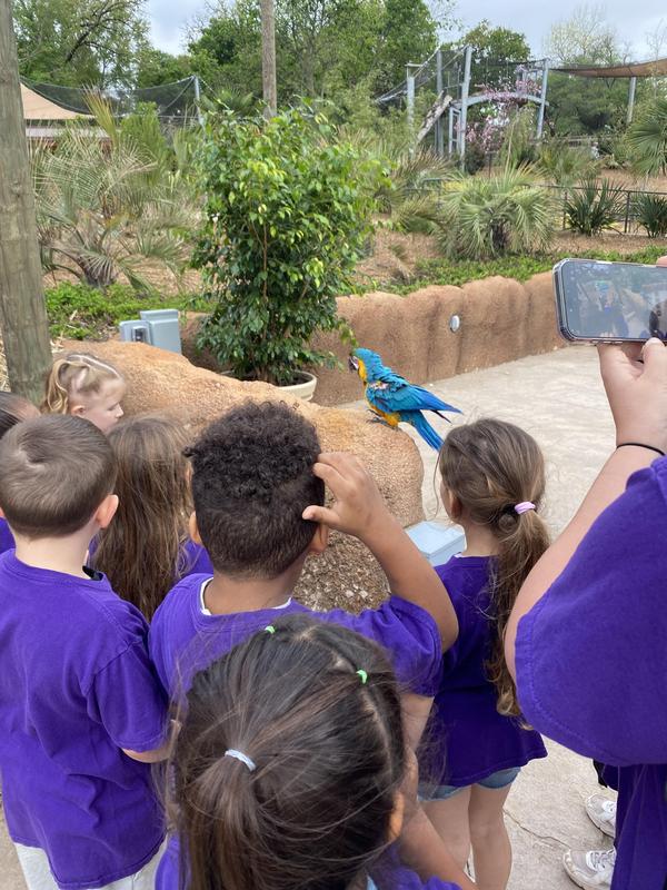 PreK and Kinder at the zoo.