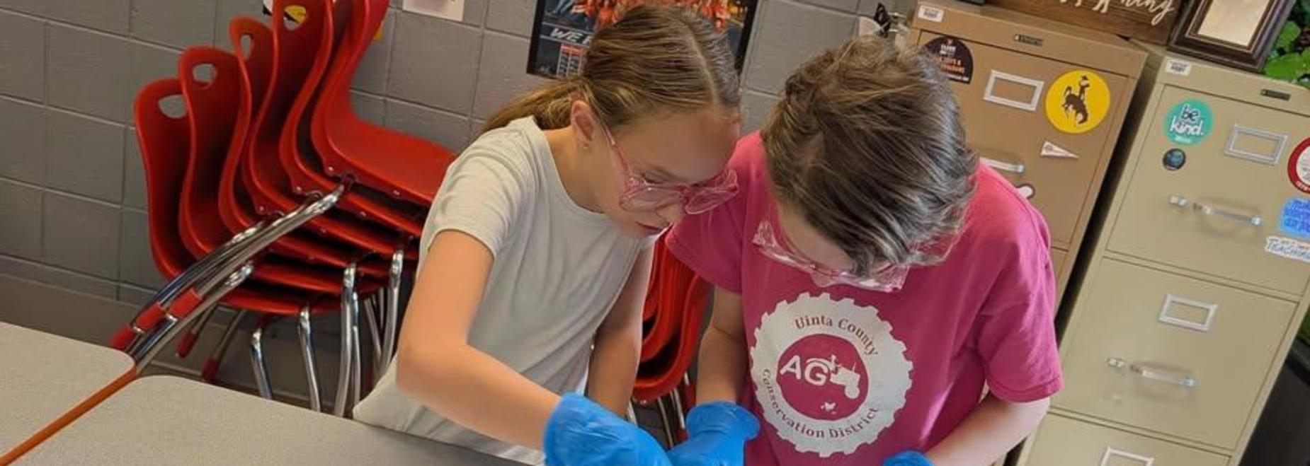 Two students in gloves examining a frog dissection on a table.