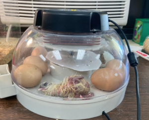 incubators for chickens