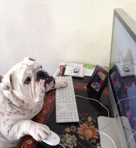English bulldog with paws on keyboard and mouse using an imac