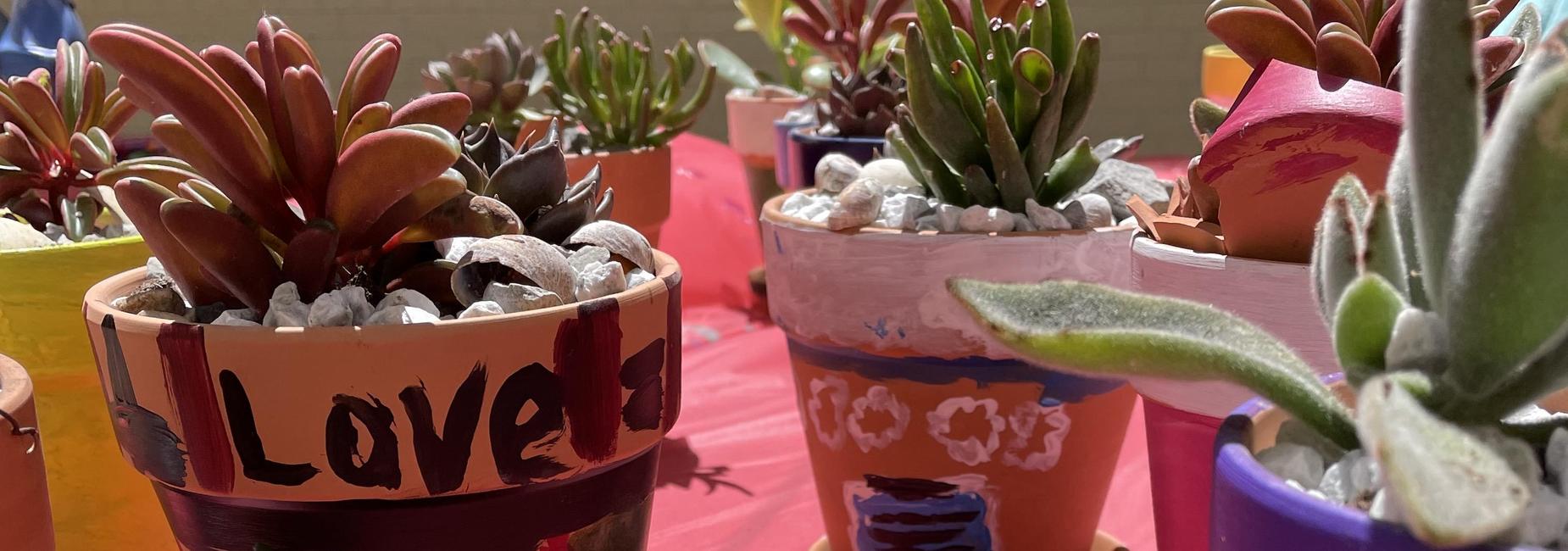 Succulent Planting Project