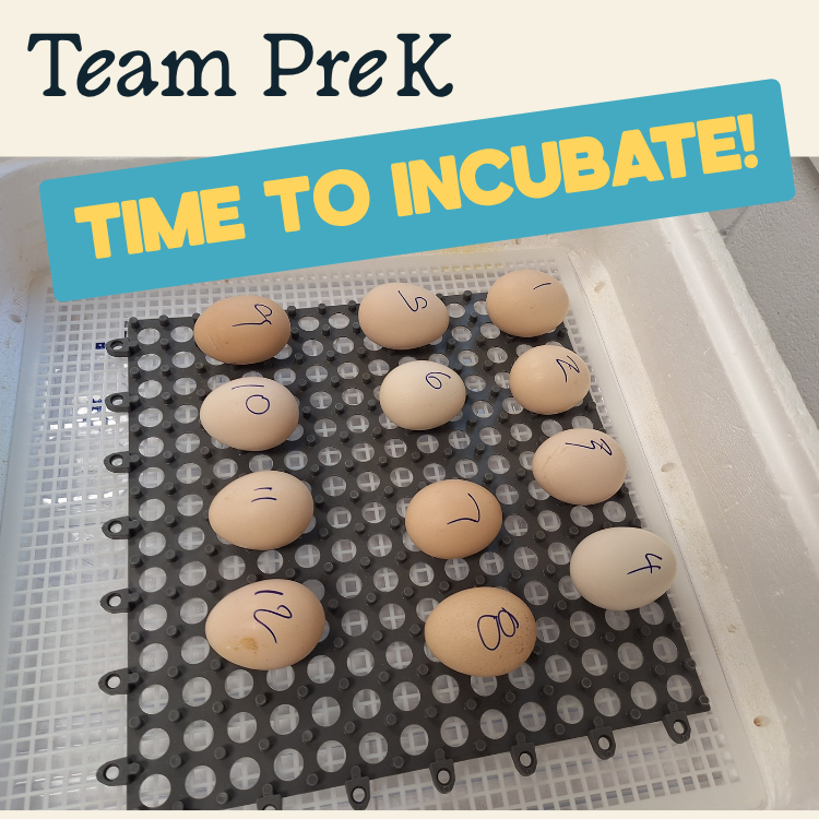 The Eggs Have Arrived!