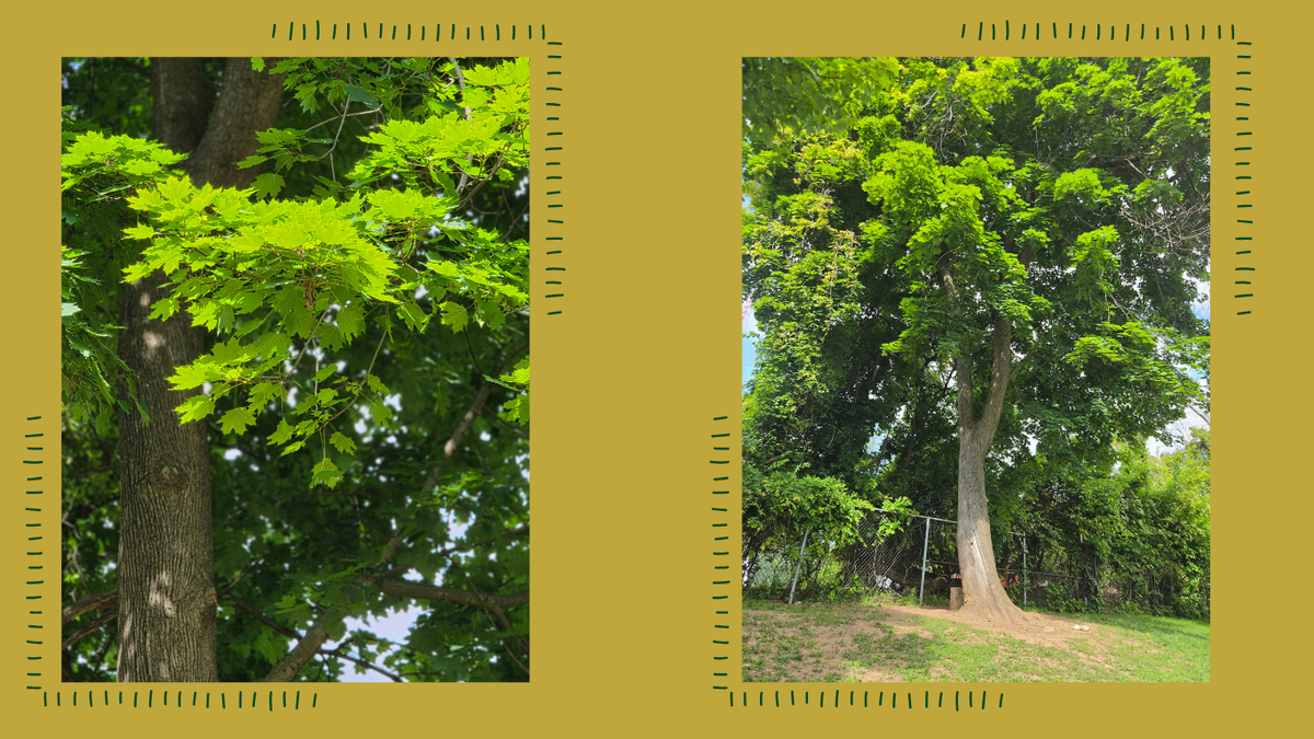 Norway Maple