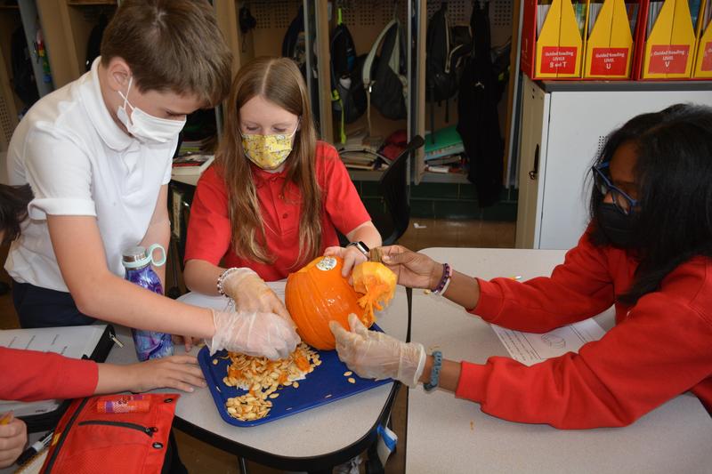 Pumpkin Dissection in 5th Grade Featured Photo