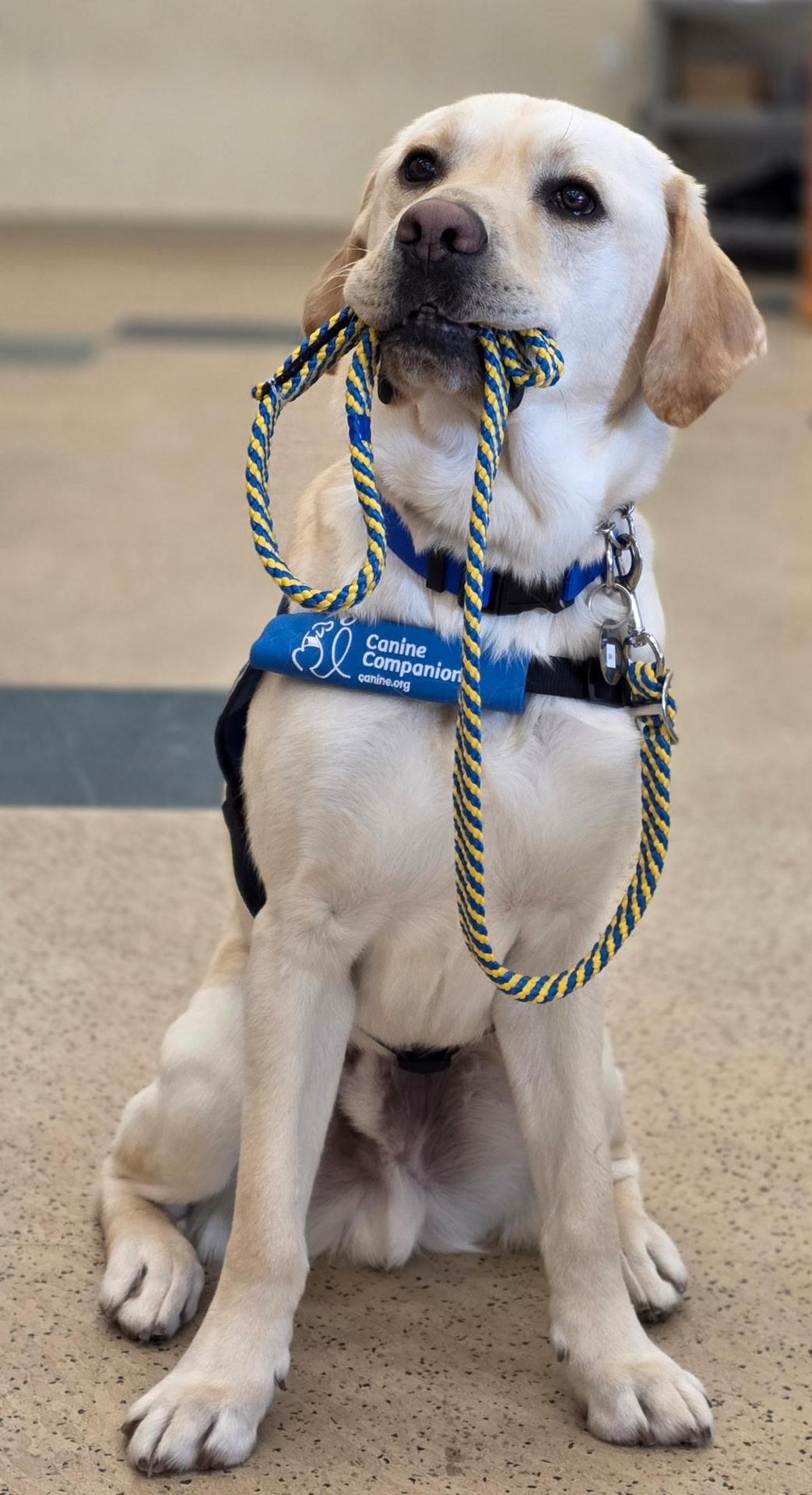 jona our service dog