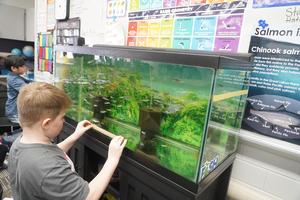 A student holds a ruler up to the fish tank to try to get a measurement of the fish.