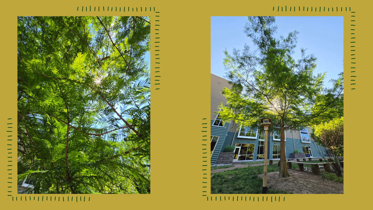 Bald Cypress