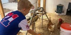 Chickens