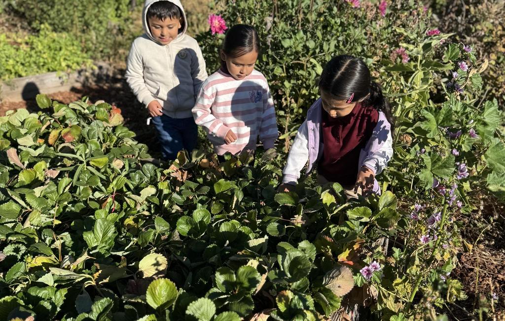 Students picking strawberries in the garden