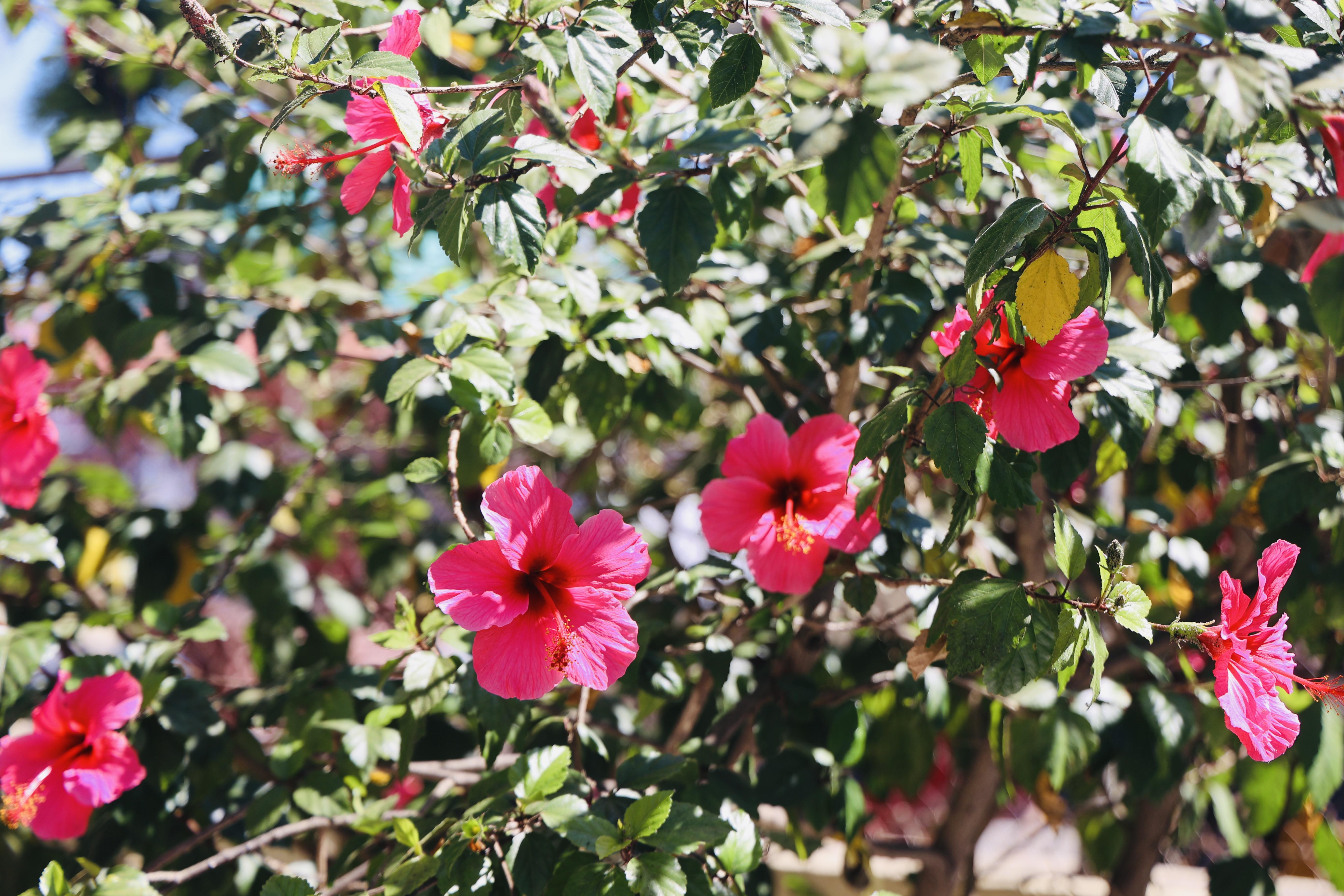 Flowers