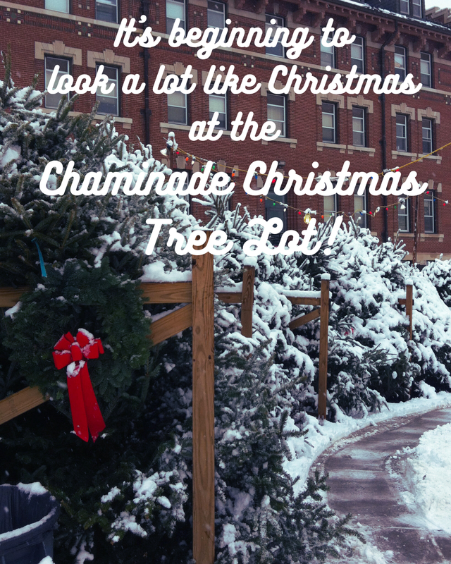 Christmas tree lot is open