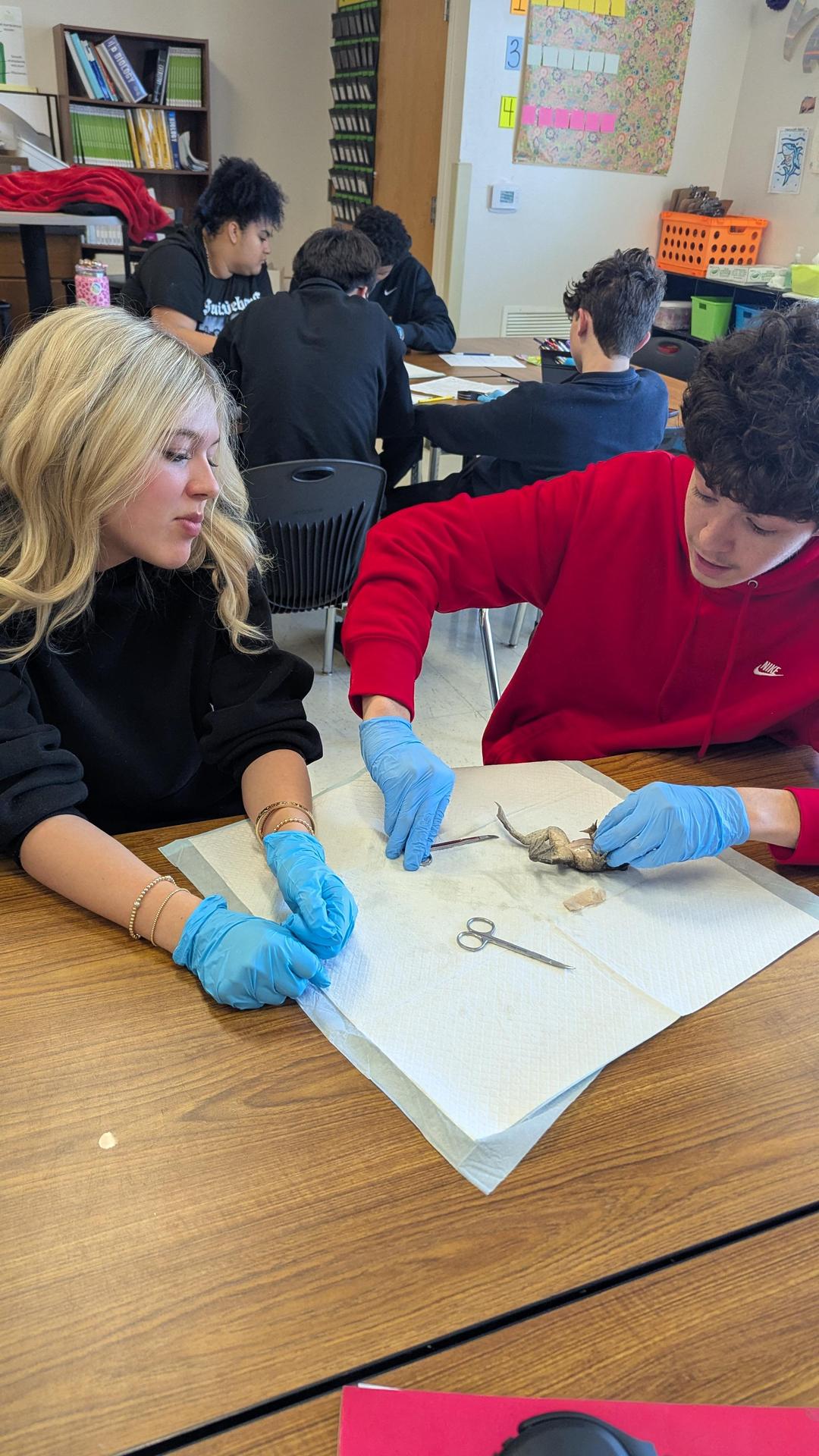 Two students dissect an object on a table in a classroom setting.