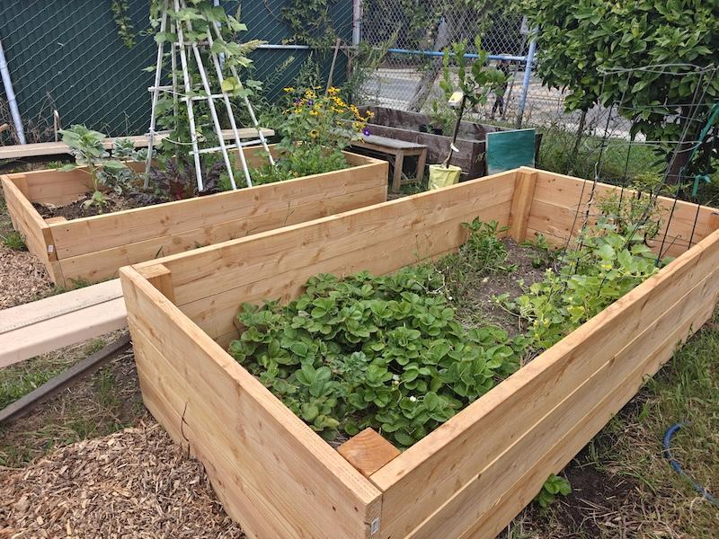 raised beds