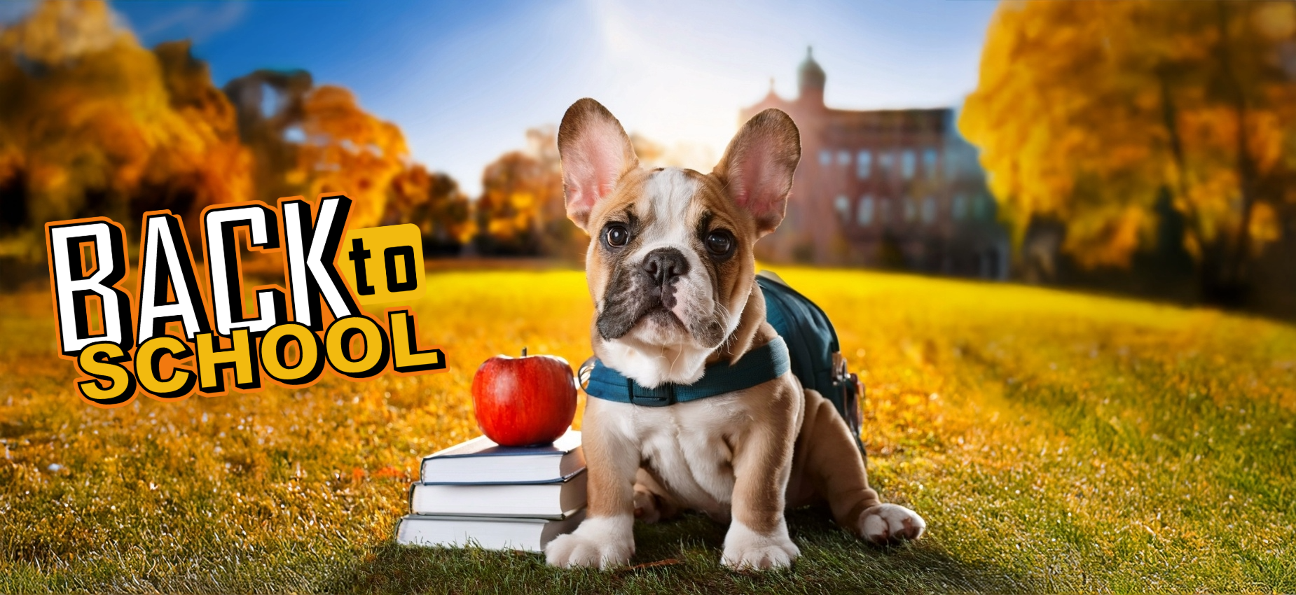 Bulldog Going Back to School