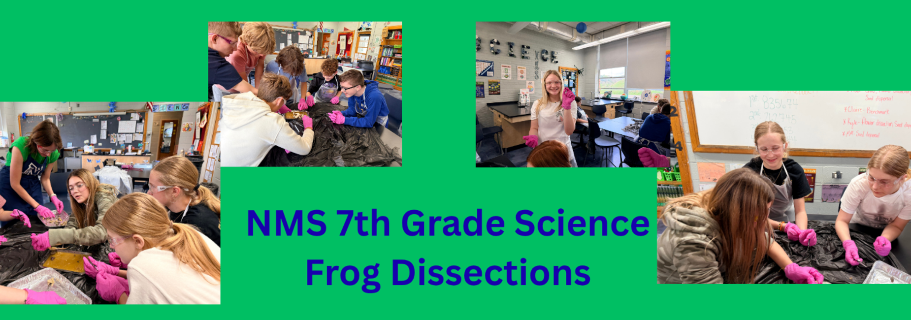 NMS 7th Grade participates in frog dissections