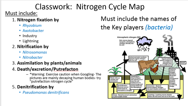 Create your own Nit cycle #1.PNG