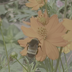 a bumblebee eating nectar of a yellow flower