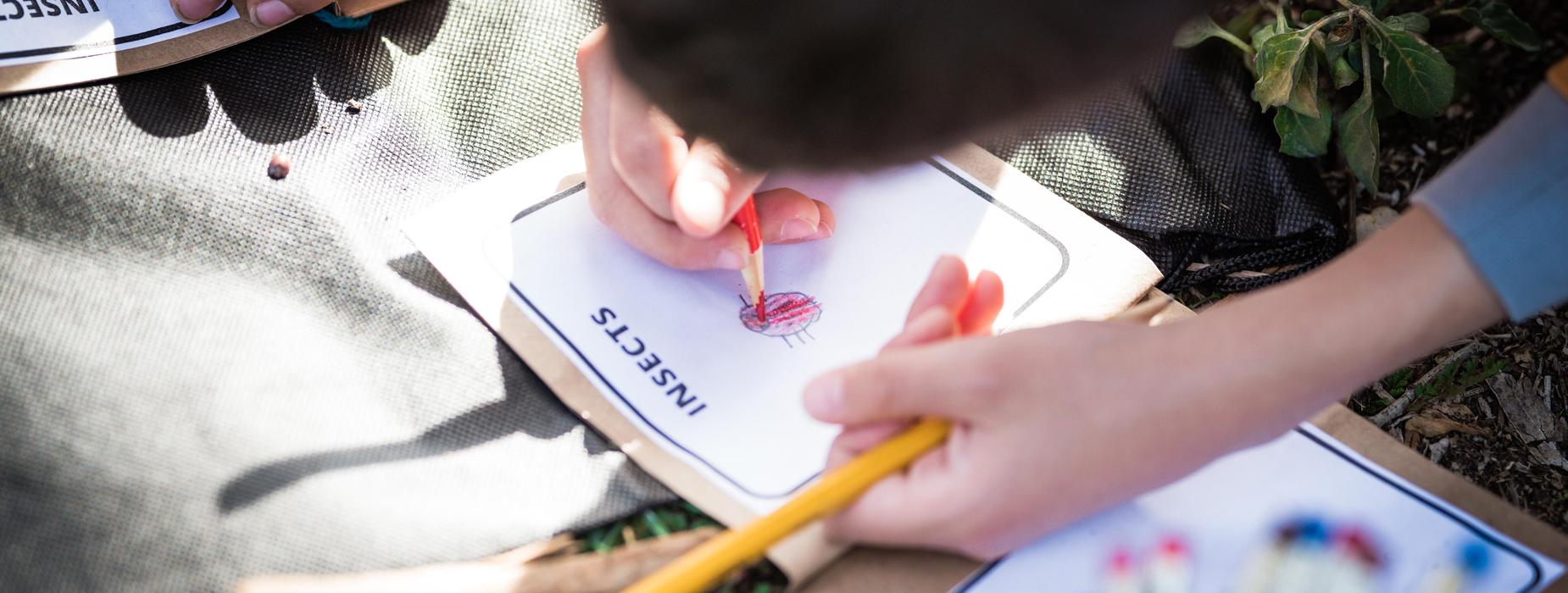 Insect journal in nature. The world is our classroom!