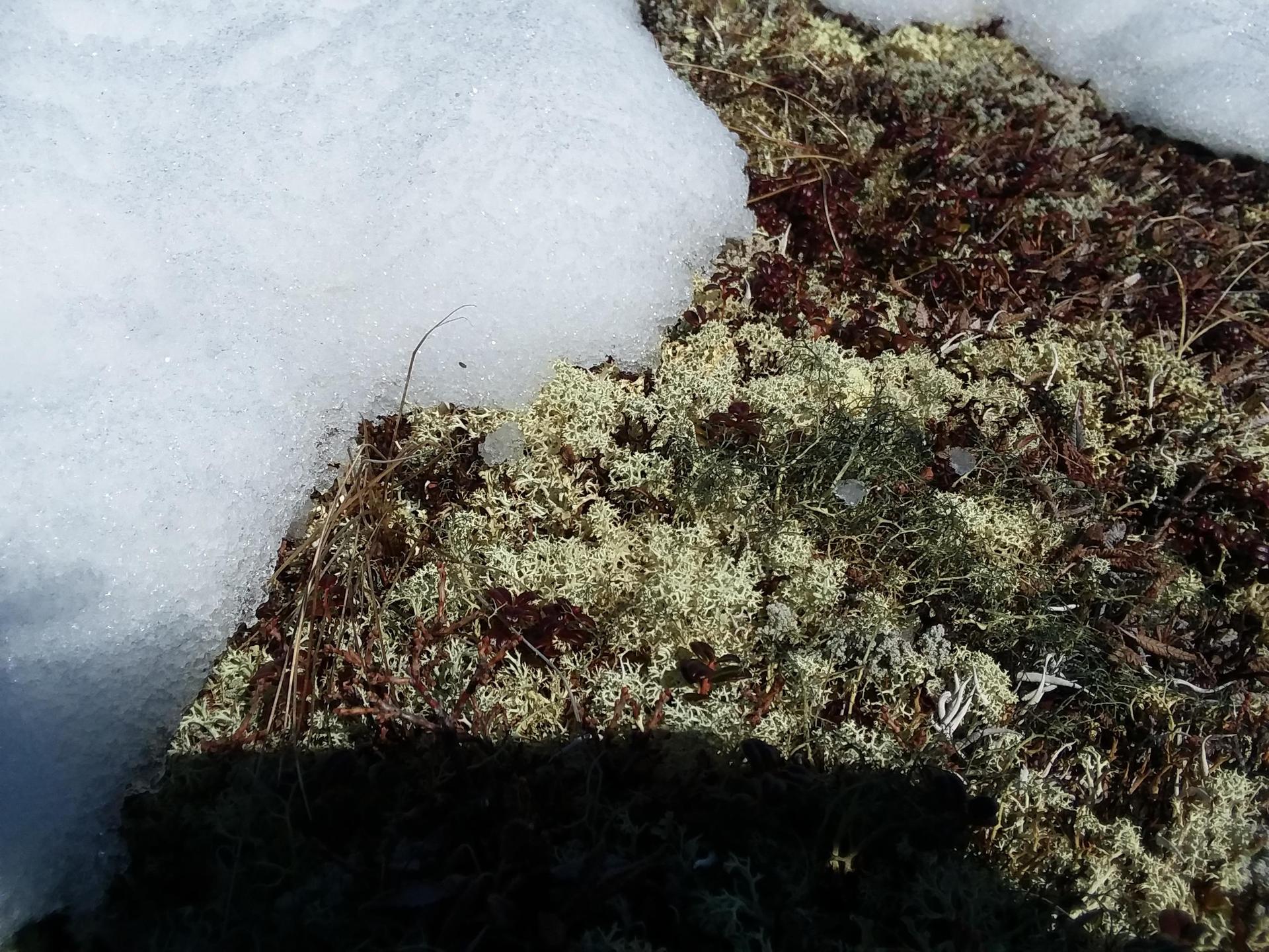 Biology – Miss Christy Timlin – Canaan Christian Academy